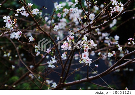 東京観光スポット 山王日枝神社赤坂口山王鳥居脇に咲く寒桜の 小春日桜 横位置の写真素材