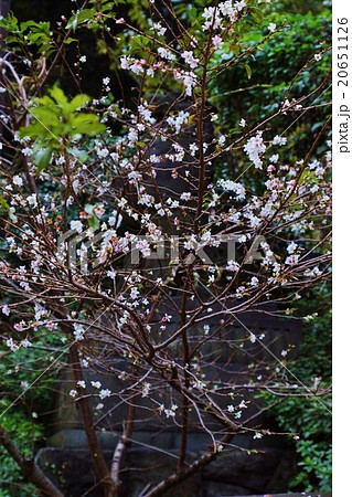 東京観光スポット 山王日枝神社赤坂口山王鳥居脇に咲く寒桜の 小春日桜 縦位置の写真素材