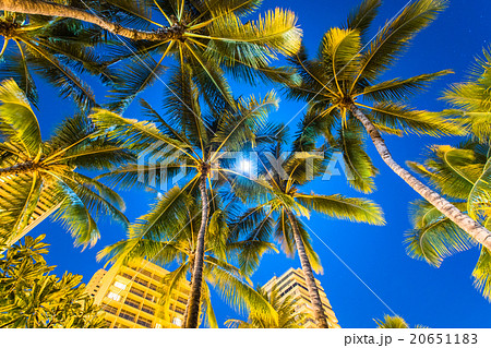 ハワイ ホノルル 満月とヤシの木の写真素材 6511