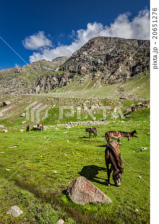 Horses grazing in Himalayas 20651276