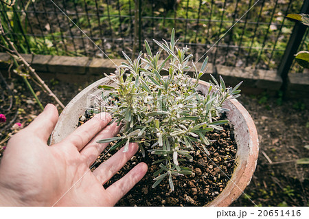 ローズマリー ローズマリー 20651416