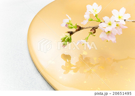 桜 金色背景 桜 金色背景 20651495