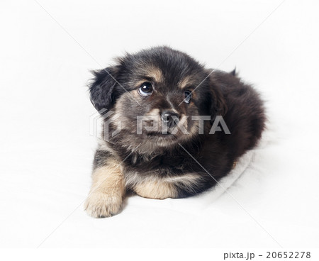 Sweet puppy dog Sweet puppy dog 20652278