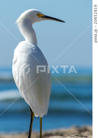 The Snowy Egret Looking at Ocean at Malibu Beach The Snowy Egret Looking at Ocean at Malibu Beach 20652819
