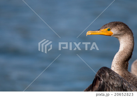 The Double-crested Cormorant Perching 20652823