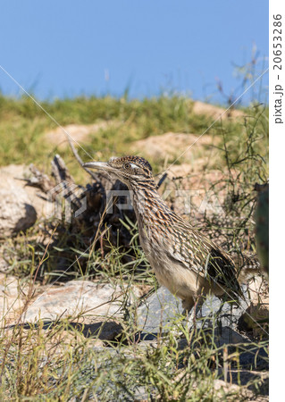 Roadrunner in the Desert 20653286