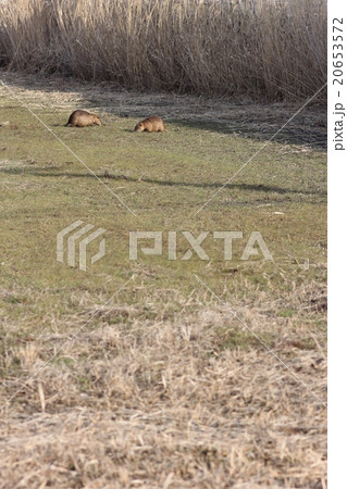 休耕田のヌートリア ０２ 20653572