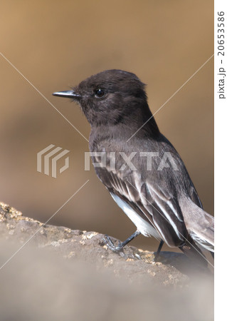 The Wild Black Phoebe Pearching on the Rock  20653586