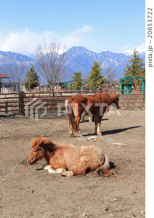 乗馬クラブのポニー 20653722