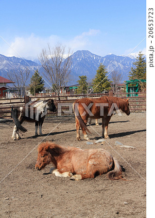 乗馬クラブのポニー 20653723