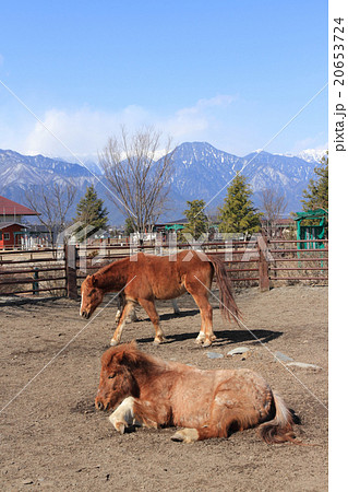 乗馬クラブのポニー 乗馬クラブのポニー 20653724
