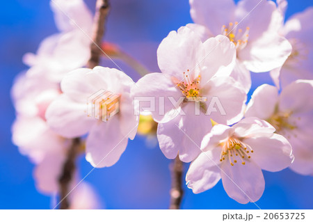 満開の桜 20653725