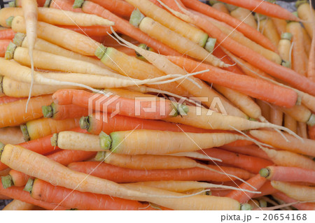 farm farm 20654168