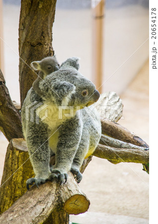 金沢動物園|コアラの親子 金沢動物園|コアラの親子 20654178