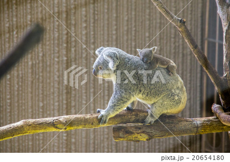 金沢動物園｜コアラの親子 20654180