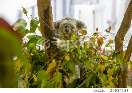 金沢動物園 コアラの写真素材 6541