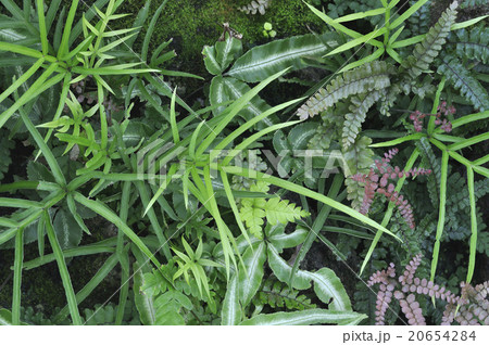 いろいろなシダ 20654284