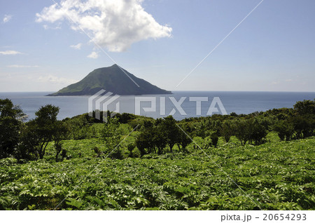 アシタバ畑と八丈小島 20654293