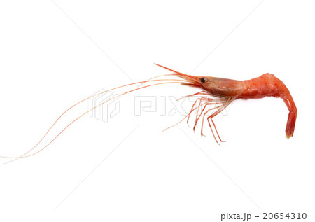 甘エビ 20654310