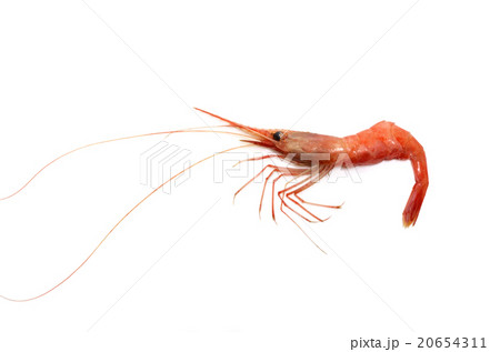 甘エビ 20654311