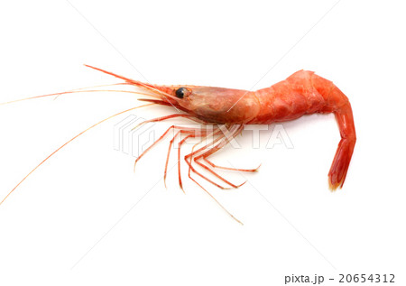 アマエビ アマエビ 20654312