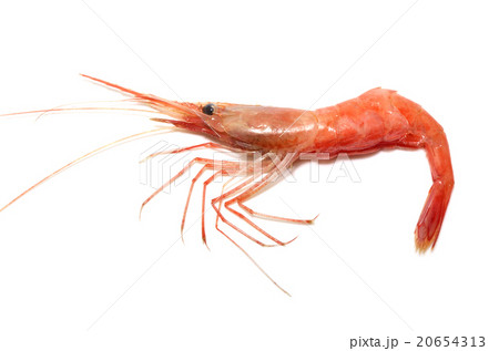 アマエビ アマエビ 20654313