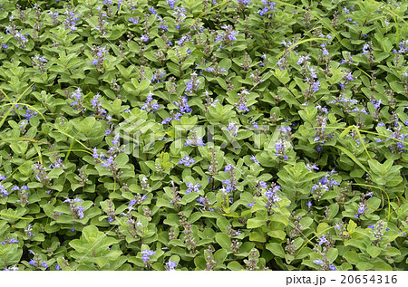 ハマゴウ ハマゴウ 20654316