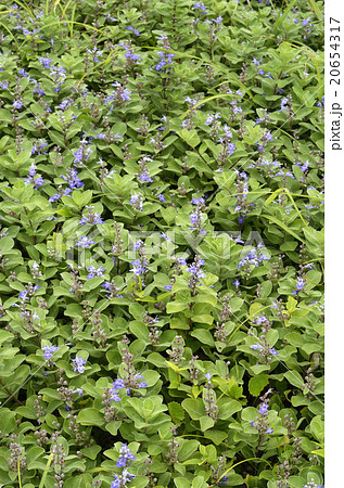 ハマゴウ ハマゴウ 20654317