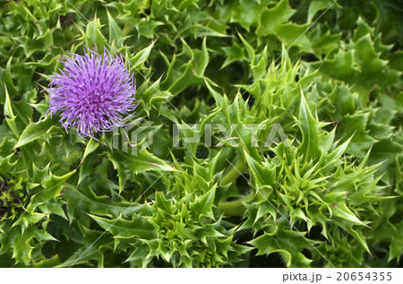 ハマアザミ 20654355