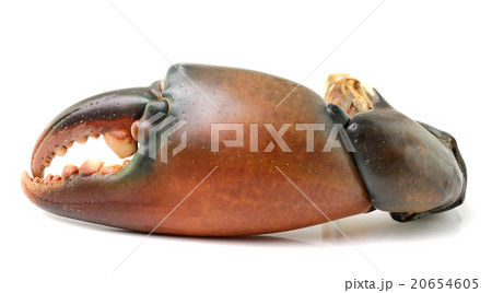 crab claw isolated on white background 20654605