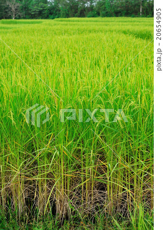 Rice field 20654905
