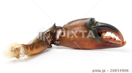 crab claw isolated on white background 20654906