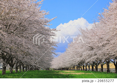 青空と桜並木 20655277
