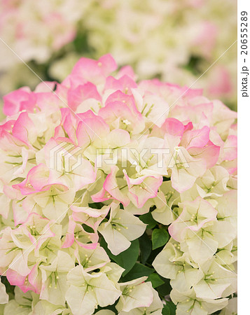 ブーゲンビリア ブーゲンビリア 20655289