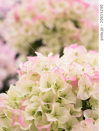 ブーゲンビリア ブーゲンビリア 20655290