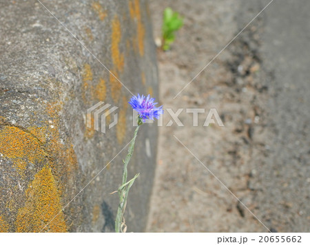 アスファルトから矢車菊 20655662