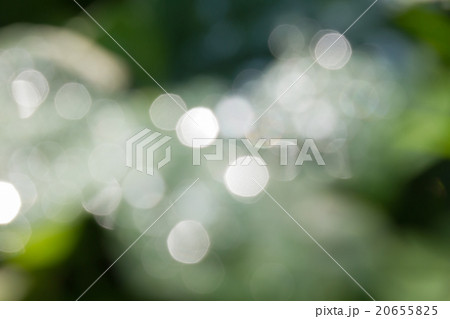 Fresh soft green bokeh bush tree and sunlight 20655825
