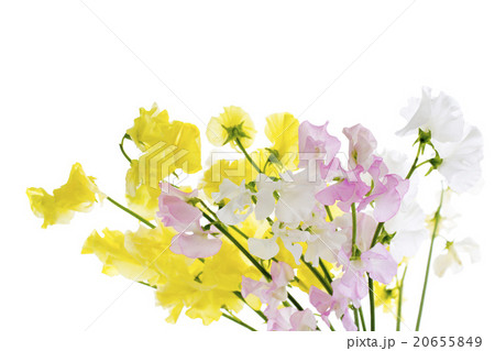 スイトピー 20655849