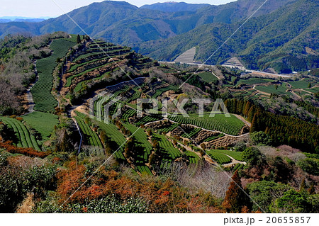 絶景茶山風景 絶景茶山風景 20655857