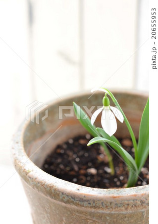 スノードロップ スノードロップ 20655953