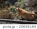 草原を歩くノラ猫 20656184