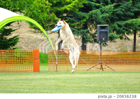 フリスビー犬　ラブラドールのジャンプとキャッチの瞬間1 20656238