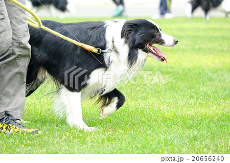 ボーダーコリーの散歩1 ボーダーコリーの散歩1 20656240