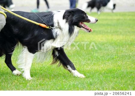 ボーダーコリーの散歩2 20656241