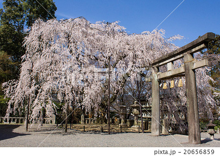 大石神社の大石桜 20656859