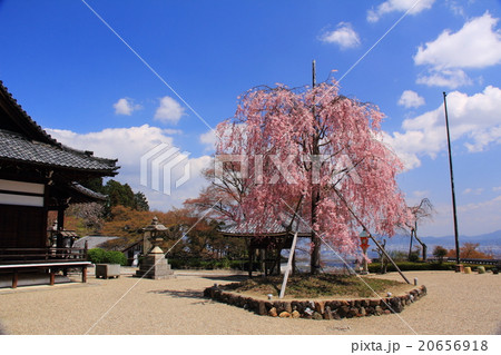 善峯寺の桜 20656918