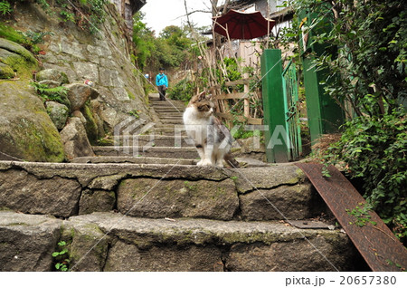 のら猫 のら猫 20657380