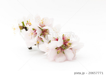 アーモンドの花: Almond flower アーモンドの花: Almond flower 20657771