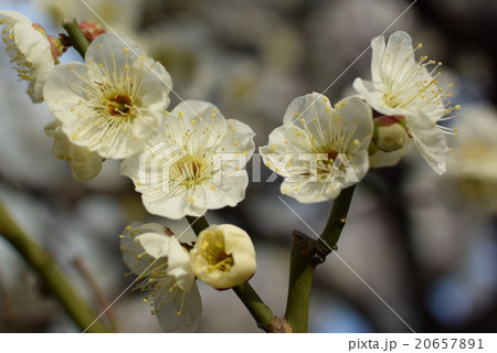 梅の花 20657891