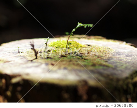 切り株からの生命 20658580